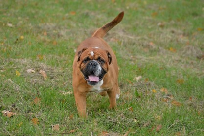 Seeblickbulls Conti-Treff auf dem VierbeinerLandgut