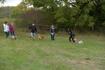 Seeblickbulls Conti-Treff auf dem VierbeinerLandgut