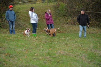 Seeblickbulls Conti-Treff auf dem VierbeinerLandgut