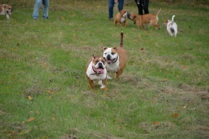 Seeblickbulls Conti-Treff auf dem VierbeinerLandgut