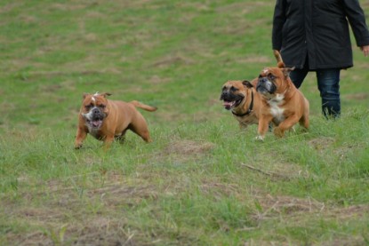 Continental Bulldogs Seeblickbulls Bilderalbum - Conti-Treff Oktober 2017