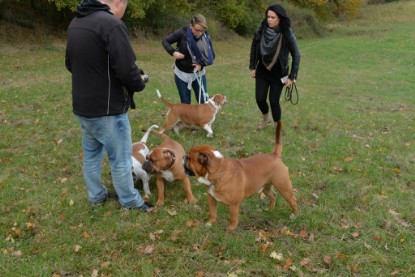 Continental Bulldogs Seeblickbulls Bilderalbum - Conti-Treff Oktober 2017