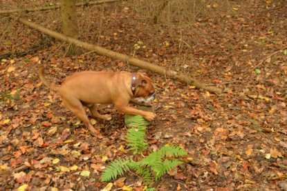 Continental Bulldogs Seeblickbulls Bilderalbum - Conti-Treff Oktober 2017