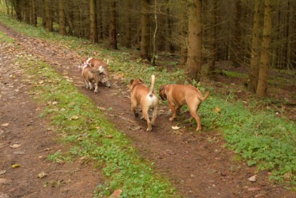 Continental Bulldogs Seeblickbulls Bilderalbum - Conti-Treff Oktober 2017