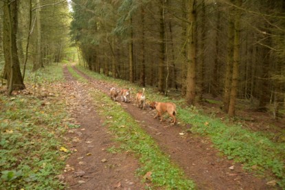 Continental Bulldogs Seeblickbulls Bilderalbum - Conti-Treff Oktober 2017