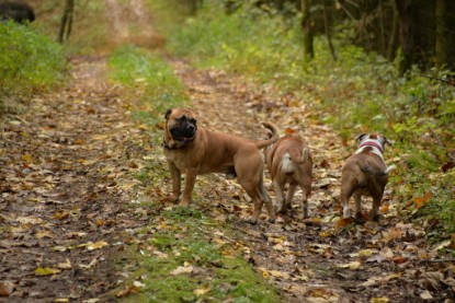 Continental Bulldogs Seeblickbulls Bilderalbum - Conti-Treff Oktober 2017