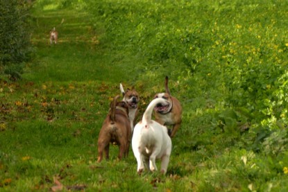 Continental Bulldogs Seeblickbulls Bilderalbum - Seeblickbulls Fiete & Paule