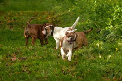 Continental Bulldogs Seeblickbulls Bilderalbum - Seeblickbulls Fiete & Paule