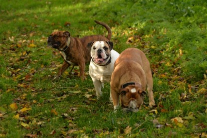 Continental Bulldogs Seeblickbulls Bilderalbum - Seeblickbulls Fiete & Paule