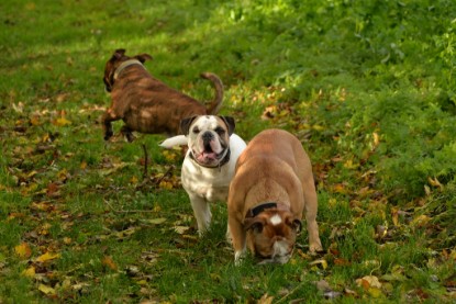 Continental Bulldogs Seeblickbulls Bilderalbum - Seeblickbulls Fiete & Paule