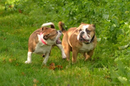 Continental Bulldogs Seeblickbulls Bilderalbum - Seeblickbulls Fiete & Paule