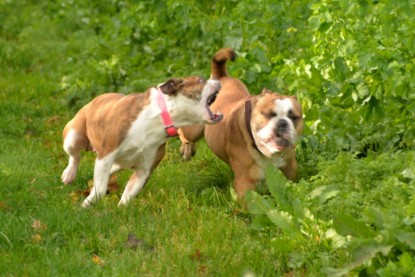 Continental Bulldogs Seeblickbulls Bilderalbum - Seeblickbulls Fiete & Paule