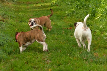 Continental Bulldogs Seeblickbulls Bilderalbum - Seeblickbulls Fiete & Paule