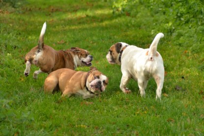 Continental Bulldogs Seeblickbulls Bilderalbum - Seeblickbulls Fiete & Paule