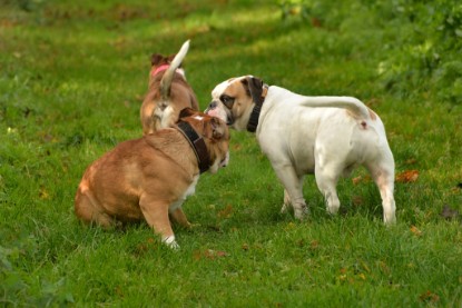 Continental Bulldogs Seeblickbulls Bilderalbum - Seeblickbulls Fiete & Paule