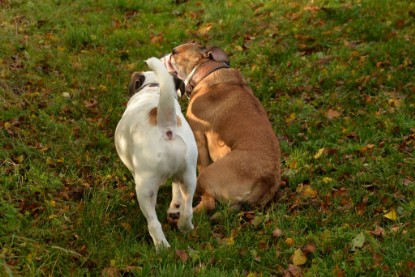 Continental Bulldogs Seeblickbulls Bilderalbum - Seeblickbulls Fiete & Paule