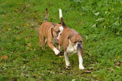 Continental Bulldogs Seeblickbulls Bilderalbum - Seeblickbulls Fiete & Paule