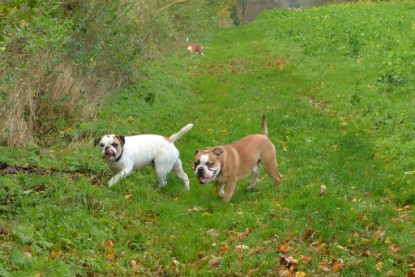 Continental Bulldogs Seeblickbulls Bilderalbum - Seeblickbulls Fiete & Paule