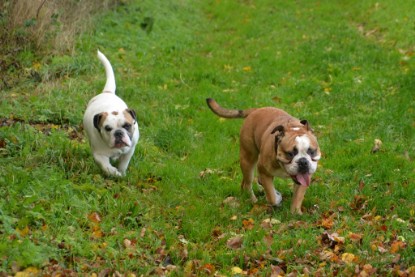 Continental Bulldogs Seeblickbulls Bilderalbum - Seeblickbulls Fiete & Paule