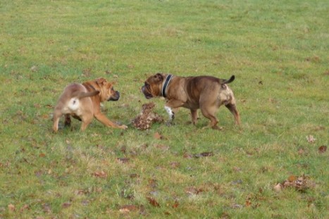 Continental Bulldogs Seeblickbulls Bilderalbum - Gina Abby und Lennox