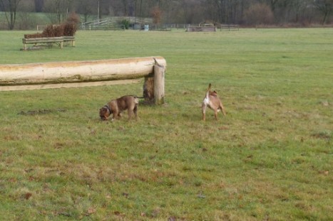 Continental Bulldogs Seeblickbulls Bilderalbum - Gina Abby und Lennox