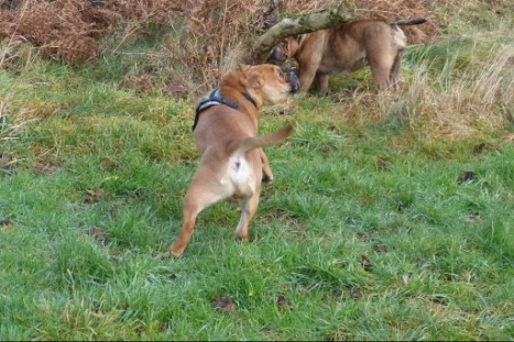 Continental Bulldogs Seeblickbulls Bilderalbum - Gina Abby und Lennox