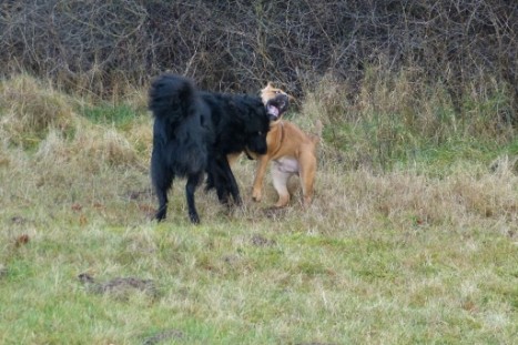 Continental Bulldogs Seeblickbulls Bilderalbum - Gina Abby und Lennox