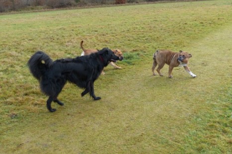 Continental Bulldogs Seeblickbulls Bilderalbum - Gina Abby und Lennox