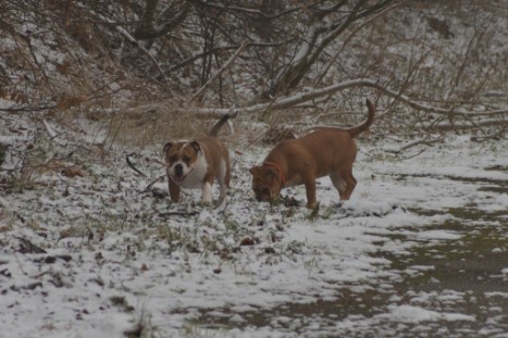 Continental Bulldogs Seeblickbulls Bilderalbum - am Kyffhäuser