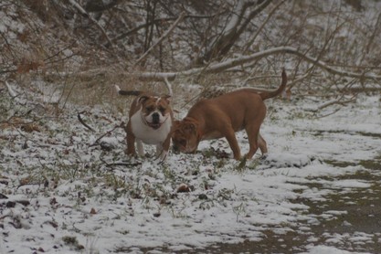 Continental Bulldogs Seeblickbulls Bilderalbum - am Kyffhäuser