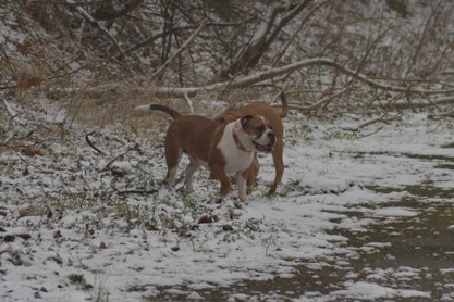 Continental Bulldogs Seeblickbulls Bilderalbum - am Kyffhäuser