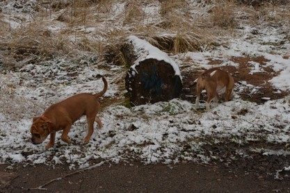 Continental Bulldogs Seeblickbulls Bilderalbum - am Kyffhäuser