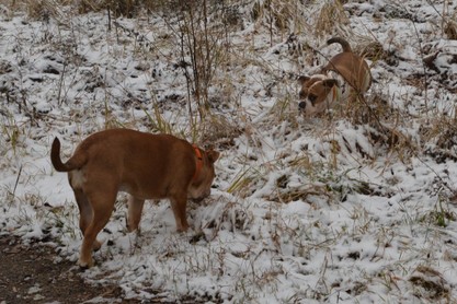 Continental Bulldogs Seeblickbulls Bilderalbum - am Kyffhäuser