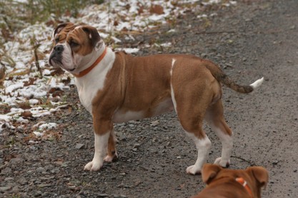 Continental Bulldogs Seeblickbulls Bilderalbum - am Kyffhäuser