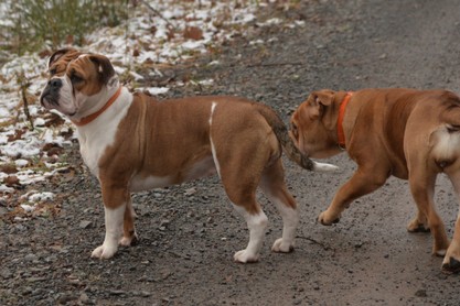 Continental Bulldogs Seeblickbulls Bilderalbum - am Kyffhäuser