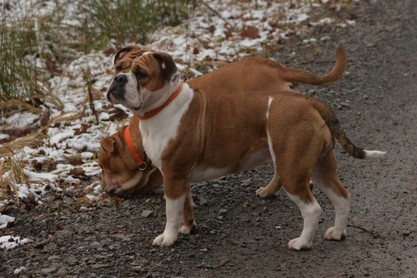 Continental Bulldogs Seeblickbulls Bilderalbum - am Kyffhäuser