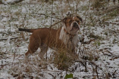 Continental Bulldogs Seeblickbulls Bilderalbum - am Kyffhäuser