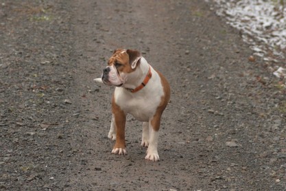 Continental Bulldogs Seeblickbulls Bilderalbum - am Kyffhäuser