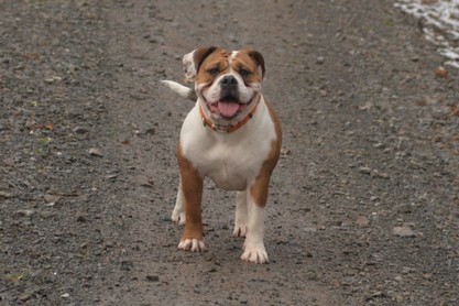 Continental Bulldogs Seeblickbulls Bilderalbum - am Kyffhäuser