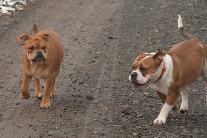 Continental Bulldogs Seeblickbulls Bilderalbum - am Kyffhäuser