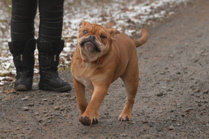 Continental Bulldogs Seeblickbulls Bilderalbum - am Kyffhäuser