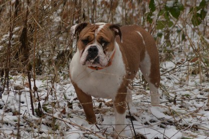 Continental Bulldogs Seeblickbulls Bilderalbum - am Kyffhäuser