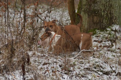 Continental Bulldogs Seeblickbulls Bilderalbum - am Kyffhäuser