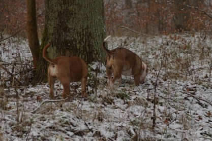 Continental Bulldogs Seeblickbulls Bilderalbum - am Kyffhäuser