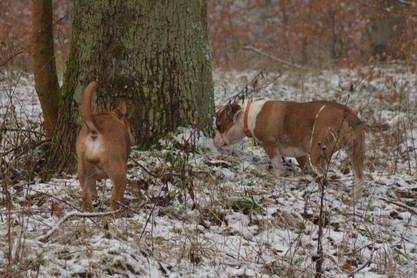 Continental Bulldogs Seeblickbulls Bilderalbum - am Kyffhäuser