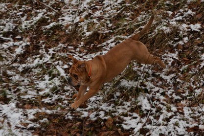 Continental Bulldogs Seeblickbulls Bilderalbum - am Kyffhäuser