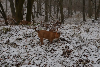 Continental Bulldogs Seeblickbulls Bilderalbum - am Kyffhäuser