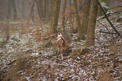 Continental Bulldogs Seeblickbulls Bilderalbum - am Kyffhäuser