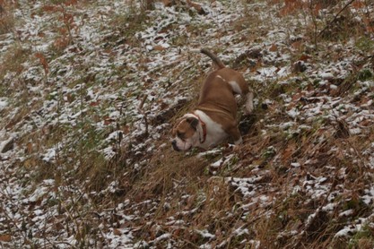 Continental Bulldogs Seeblickbulls Bilderalbum - am Kyffhäuser