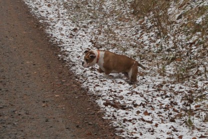 Continental Bulldogs Seeblickbulls Bilderalbum - am Kyffhäuser